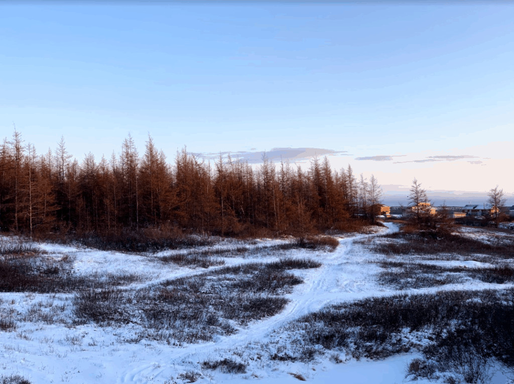 View of snowy wooded area with buildings in the distance, at dusk or dawn.