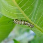 A caterpillar climbing on a leaf.