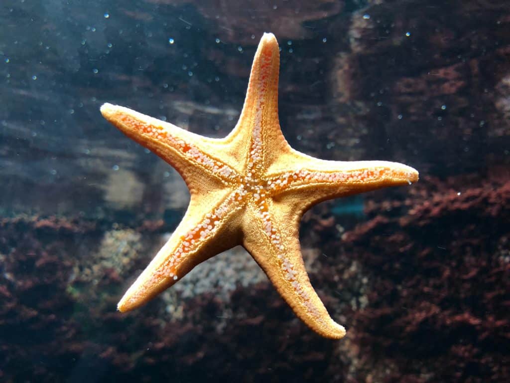 A star fish stuck to the glass.