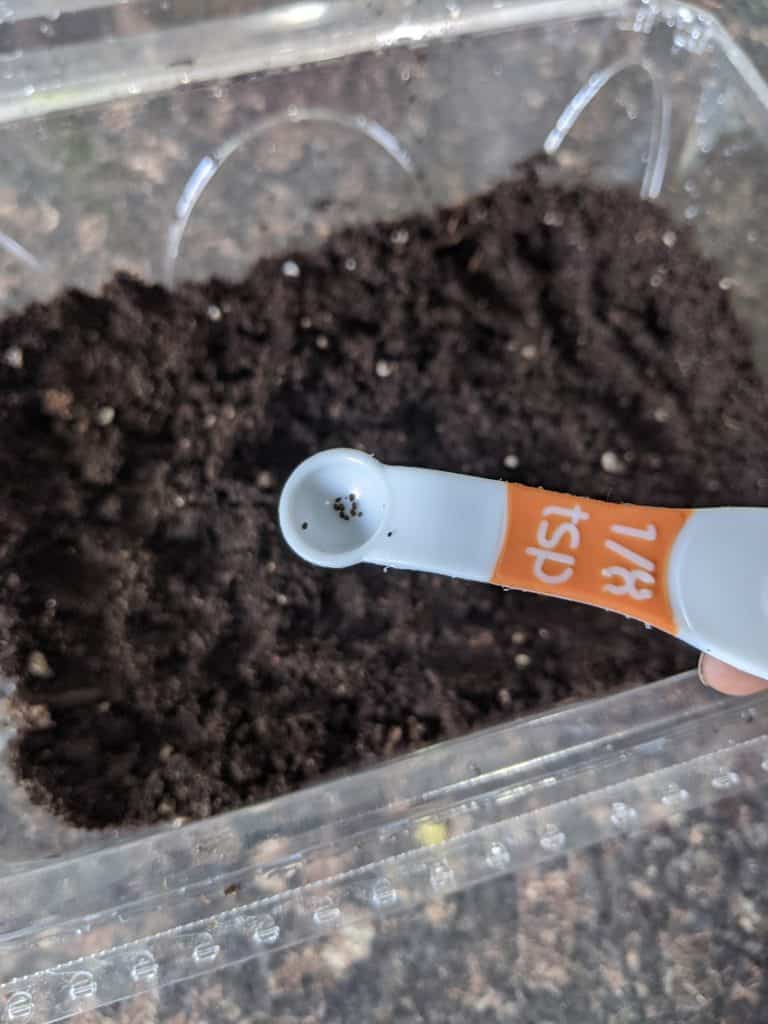 Seeds in a measuring spoon.