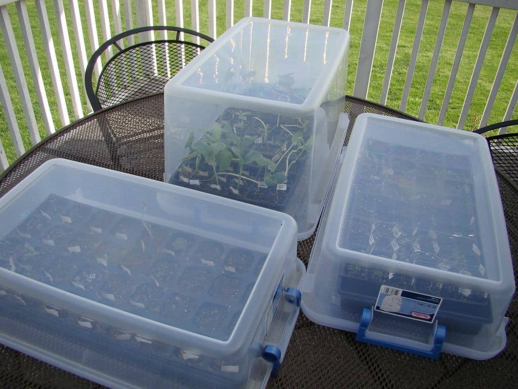 Greenhouses created out of bins.