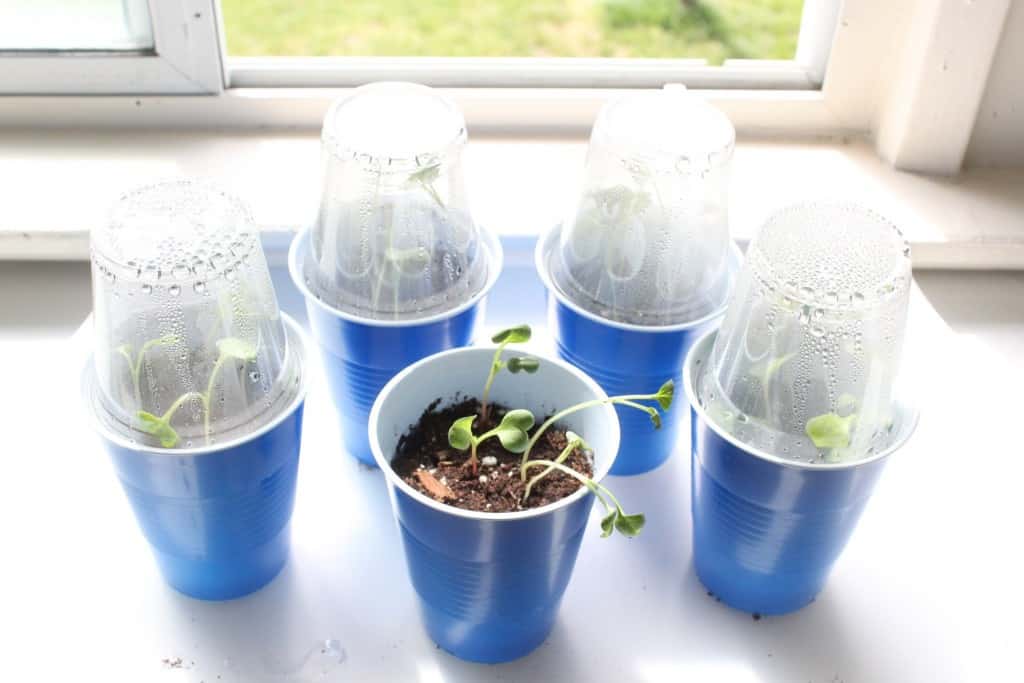 Vegetables growing in mini cups. 