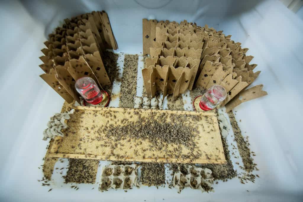 Insects surrounded by cardboard.