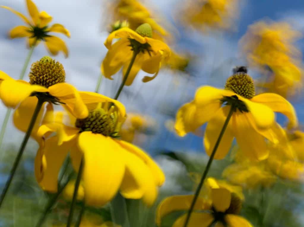 Yellow flowers at the forefront of the image with a blue sky blurred in the background.