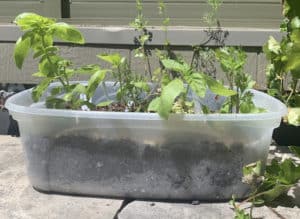 Plants in a container, sitting outside getting some sun.