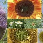 A collage of different flowers displaying a spiral pattern.