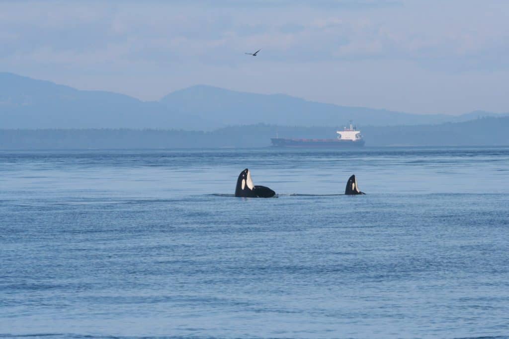 Orca whales poking up from the water.